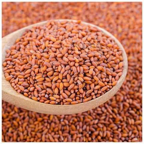 HALIM SEEDS